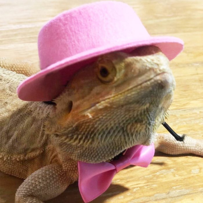 Lizard traction rope hat bow tie soft leather