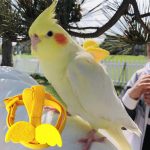 Long cable bird harness leash