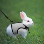 Rabbit harnesses and vest leashes set