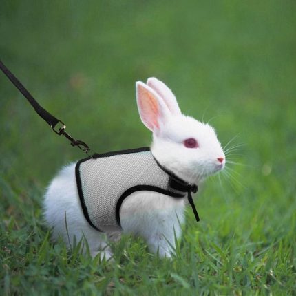 Rabbit harnesses and vest leashes set