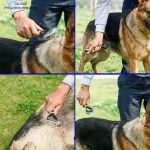 Pet pro grooming tool