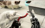 Moving snake cat toy.