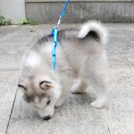 Small dog leash harness