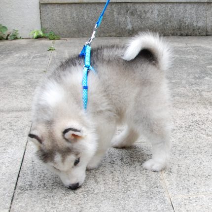 Small dog leash harness