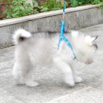 Small dog leash harness