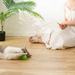 Interactive funny cat toys