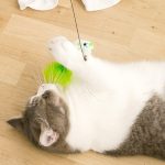 Interactive funny cat toys