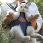 Cat carrier bag